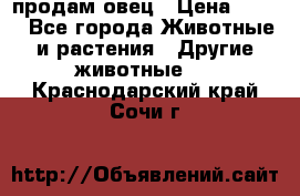  продам овец › Цена ­ 100 - Все города Животные и растения » Другие животные   . Краснодарский край,Сочи г.